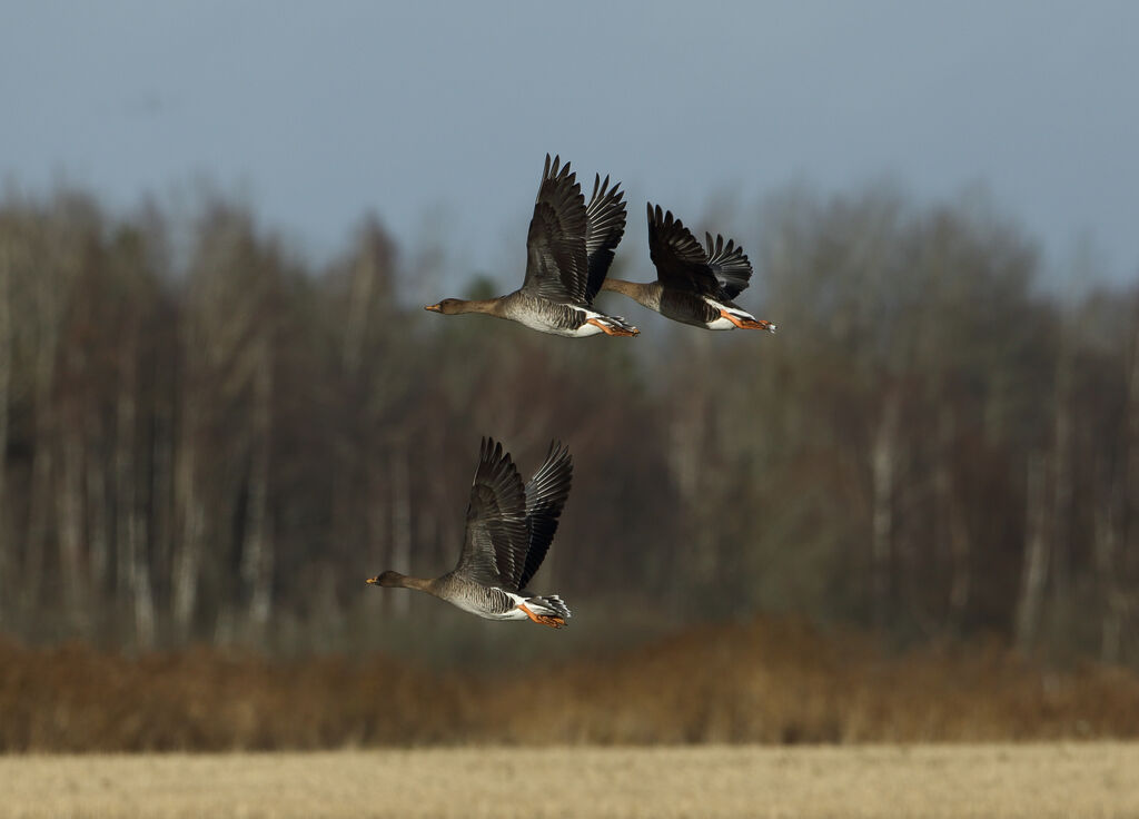 Taiga Bean Goose