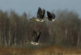 Taiga Bean Goose