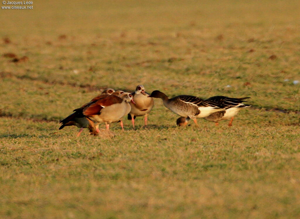 Taiga Bean Goose