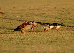 Taiga Bean Goose