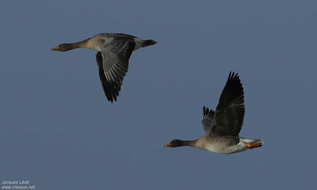 Taiga Bean Goose, Flight