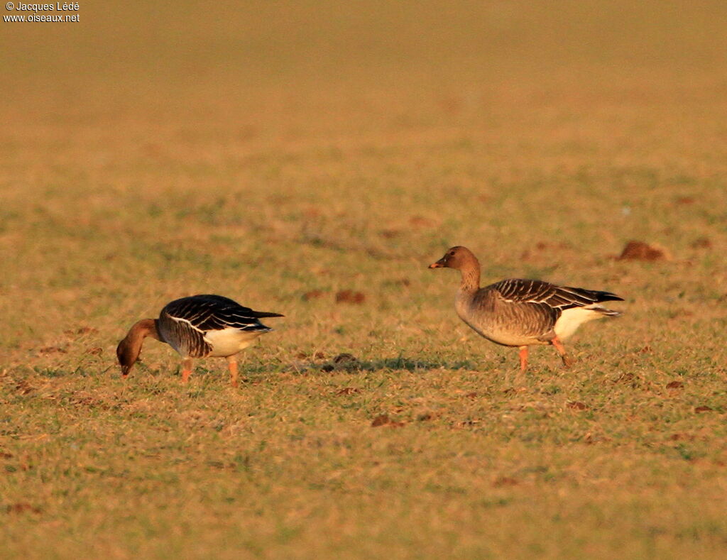 Taiga Bean Goose