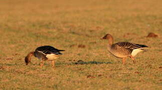 Taiga Bean Goose