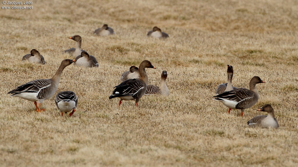 Taiga Bean Goose