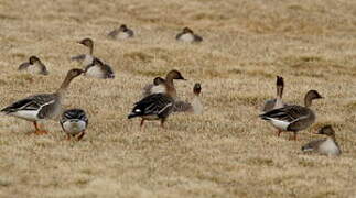 Taiga Bean Goose