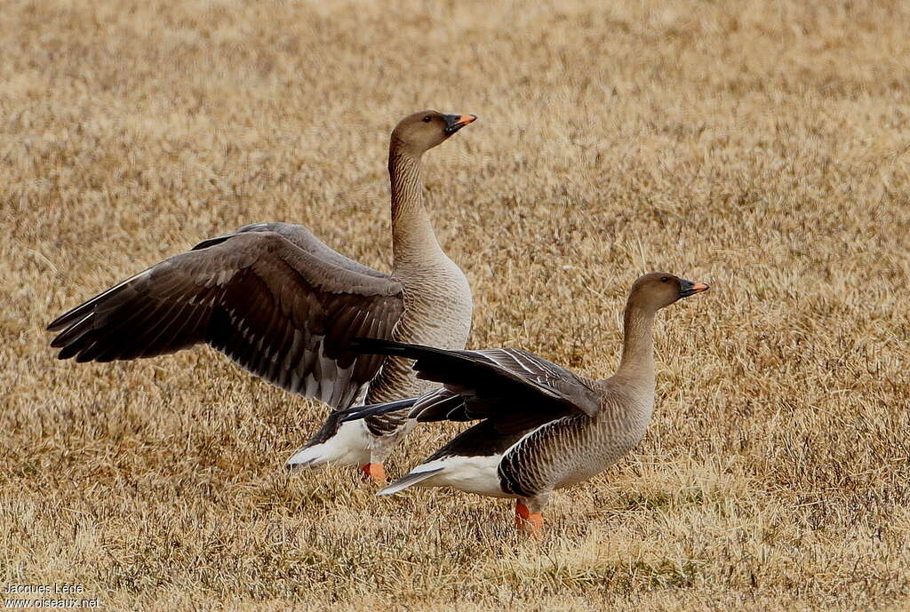 Taiga Bean Gooseadult breeding, habitat, Reproduction-nesting, Behaviour