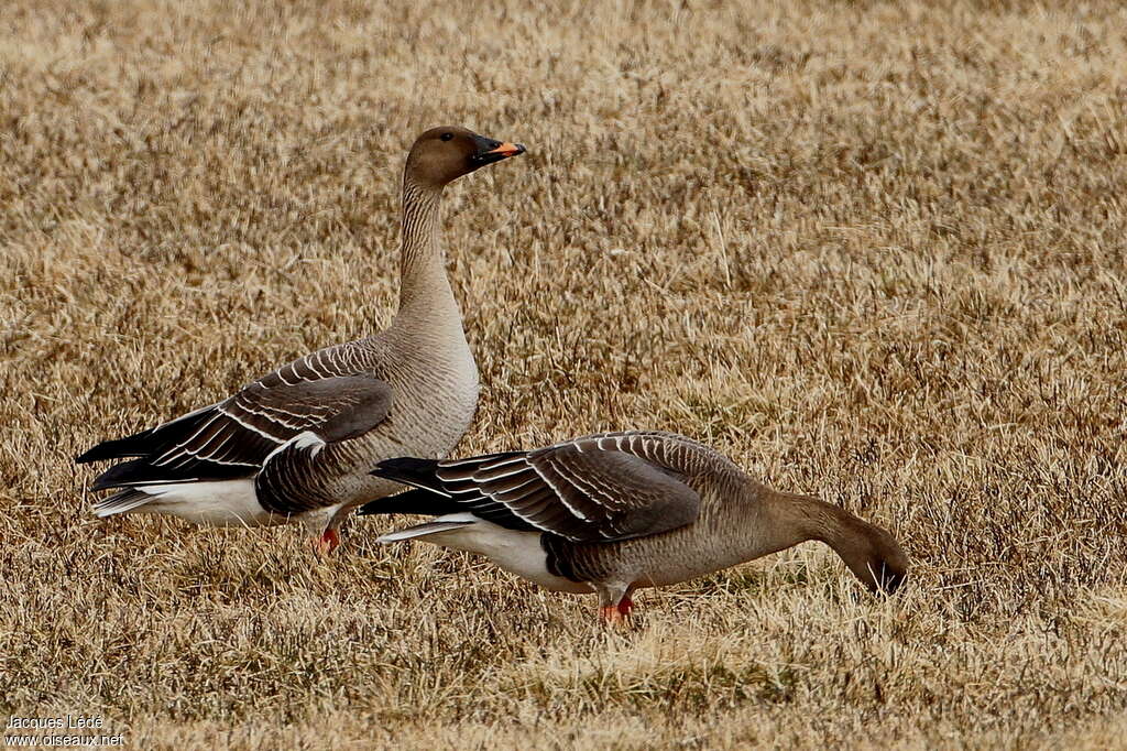 Oie des moissonsadulte nuptial, habitat, mange