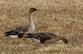 Taiga Bean Goose