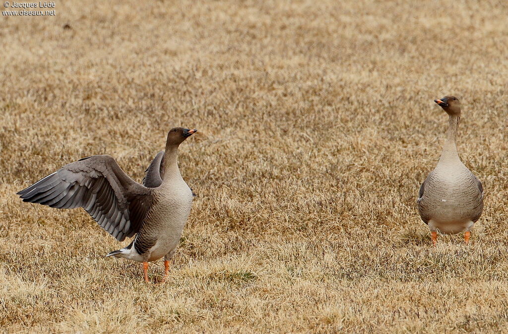 Taiga Bean Goose