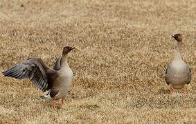 Taiga Bean Goose