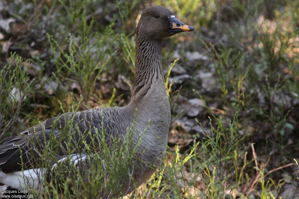 Oie des moissonsadulte nuptial, identification