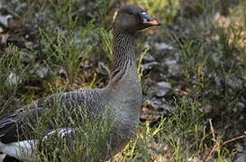 Taiga Bean Goose