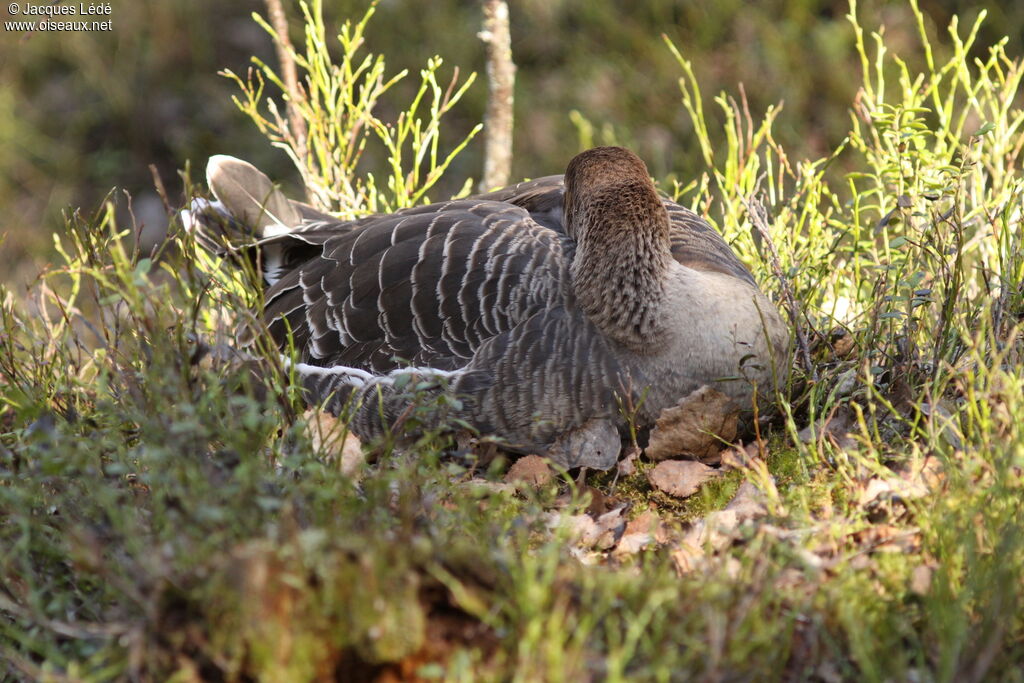 Taiga Bean Goose