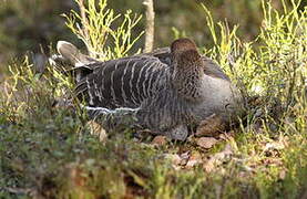 Taiga Bean Goose