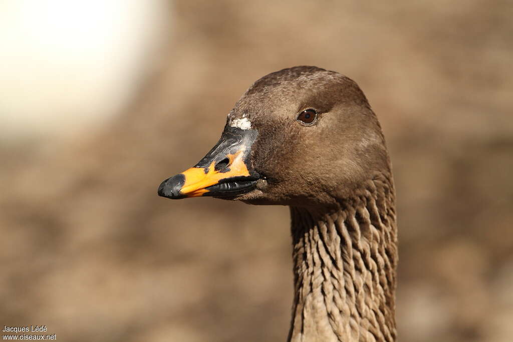 Taiga Bean Gooseadult, close-up portrait