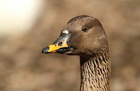 Taiga Bean Goose