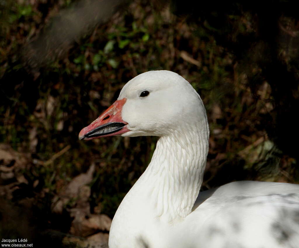 Snow Gooseadult, close-up portrait, pigmentation