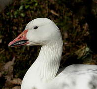 Snow Goose