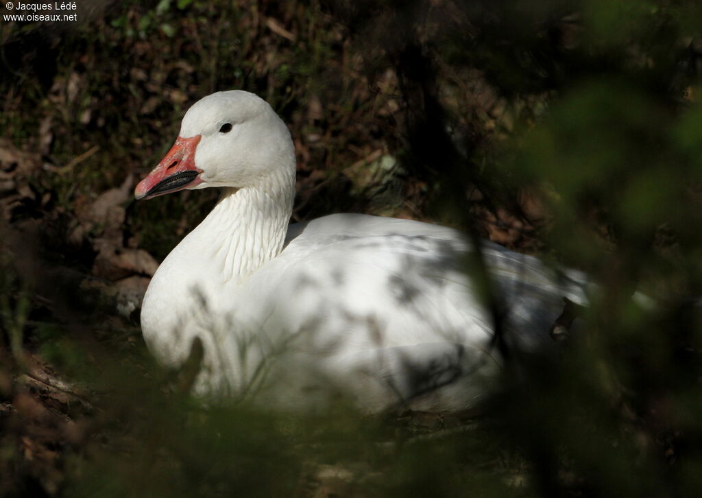 Snow Goose