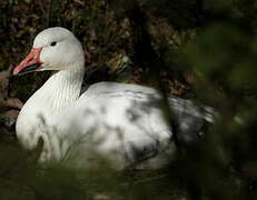 Snow Goose