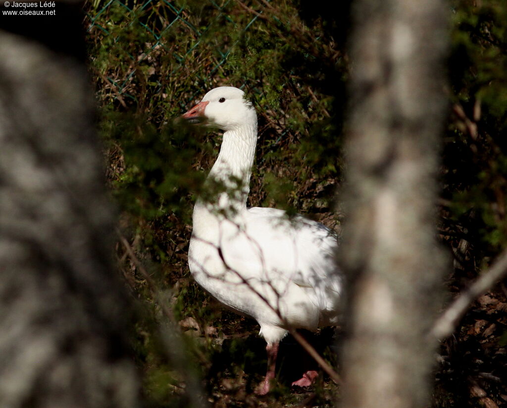 Snow Goose