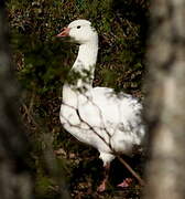 Snow Goose