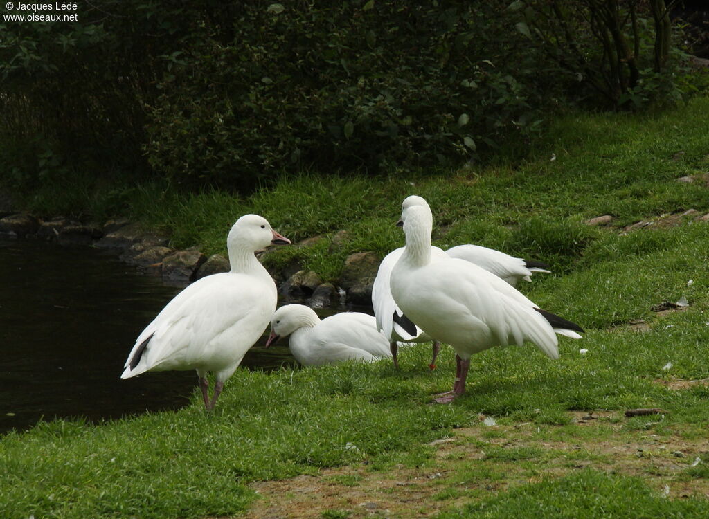 Snow Goose