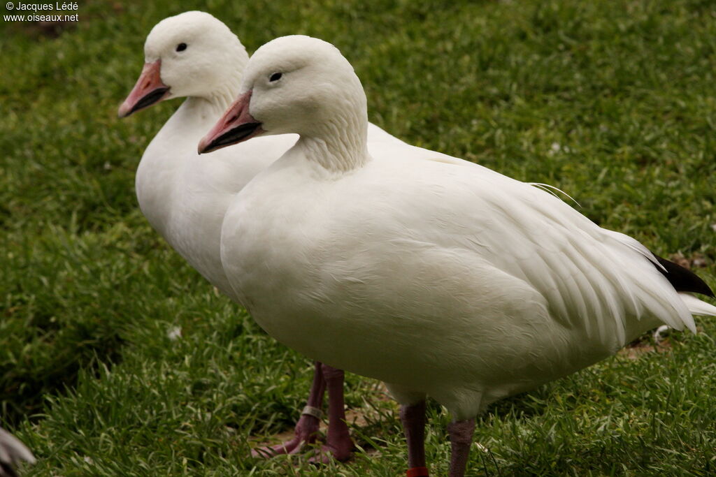 Snow Goose