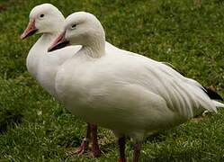 Snow Goose