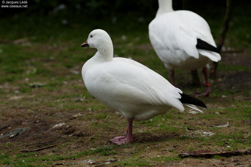 Snow Goose