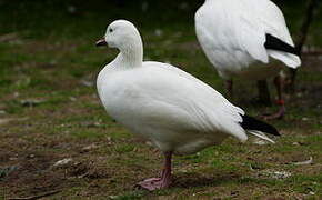 Snow Goose