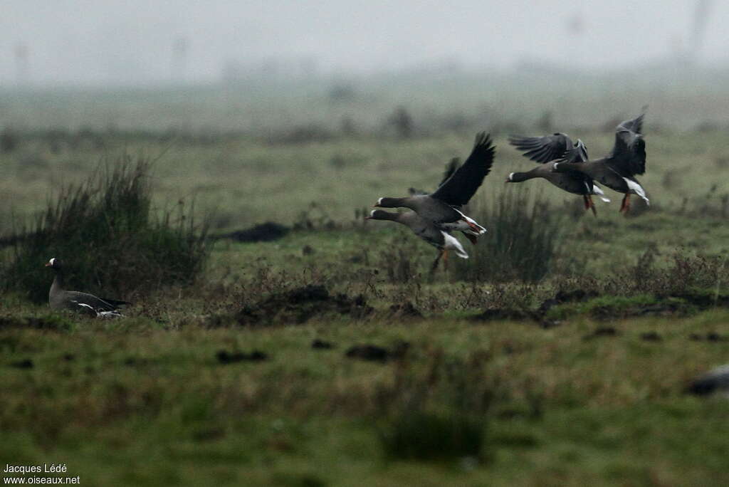 Lesser White-fronted Goose, habitat, pigmentation, Flight