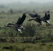 Lesser White-fronted Goose