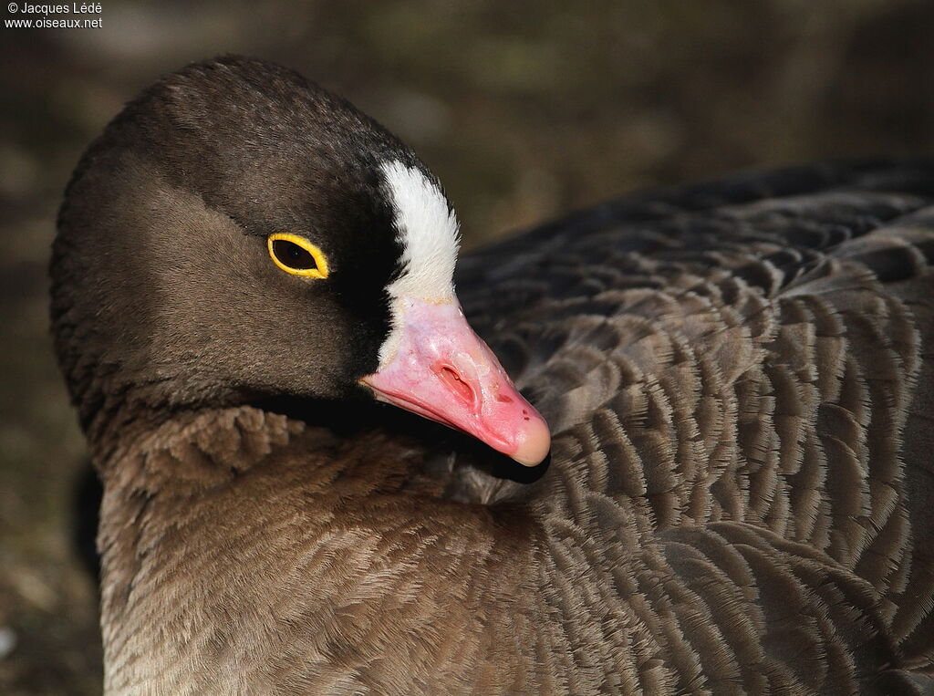 Lesser White-fronted Goose