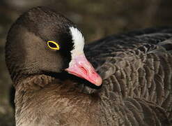 Lesser White-fronted Goose