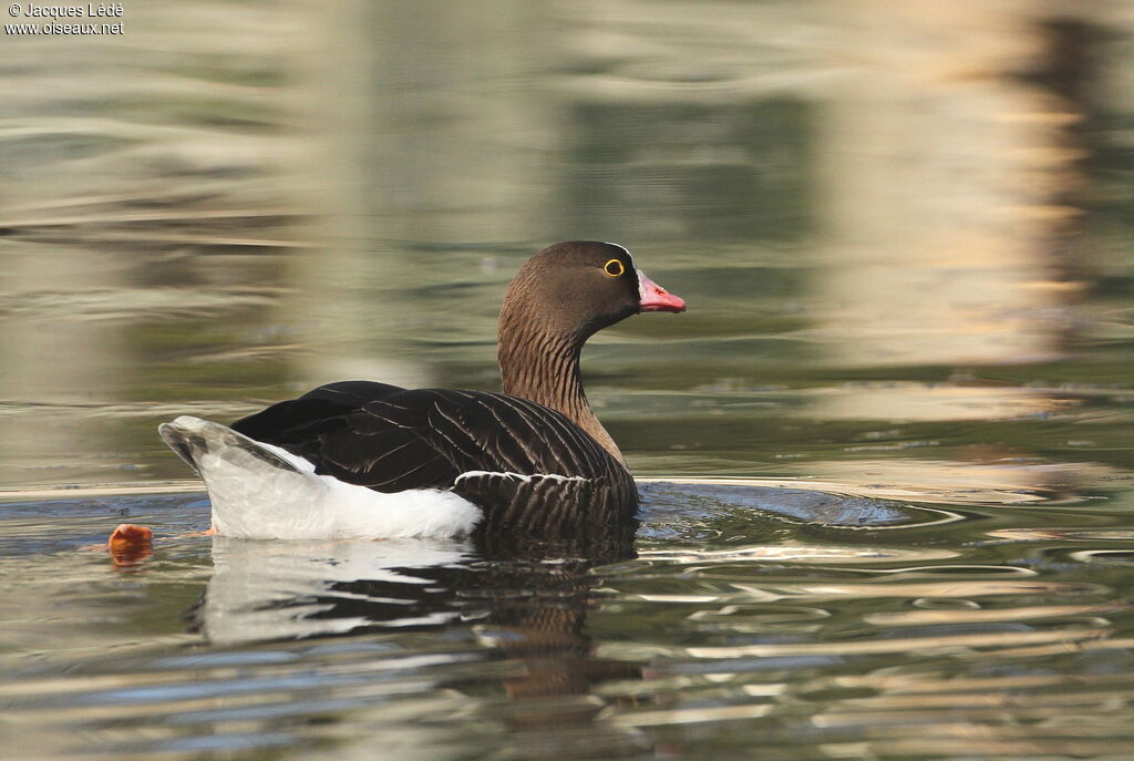 Lesser White-fronted Goose