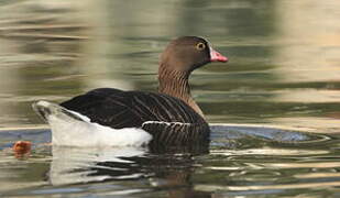 Lesser White-fronted Goose