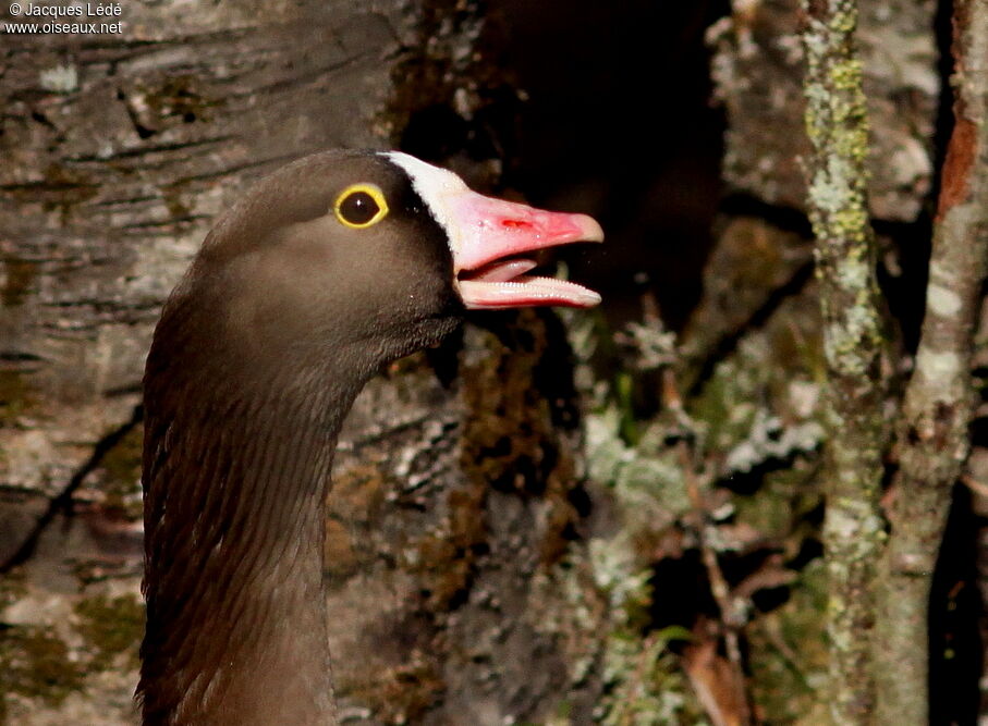 Lesser White-fronted Goose