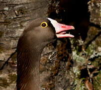 Lesser White-fronted Goose