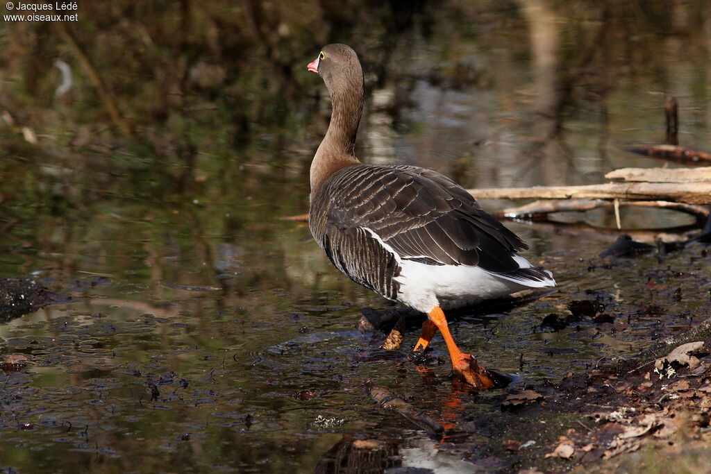 Lesser White-fronted Goose