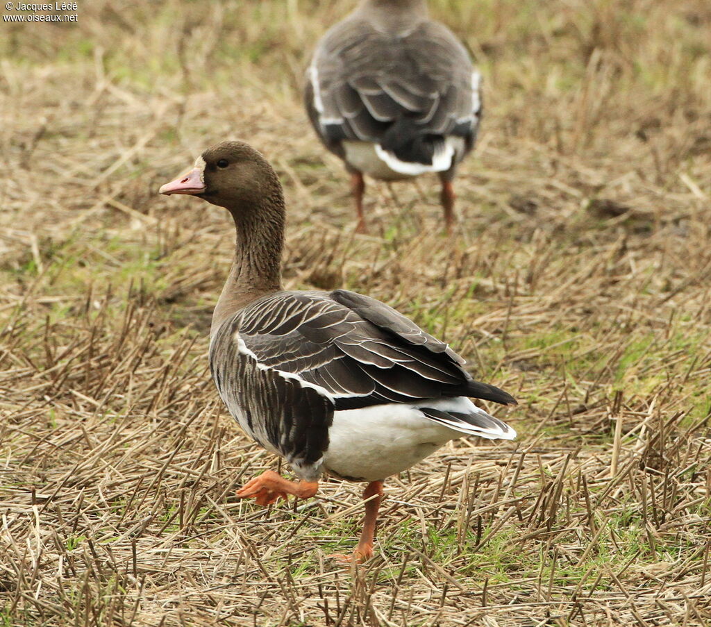 Greater White-fronted Goose