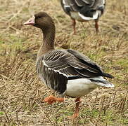 Greater White-fronted Goose