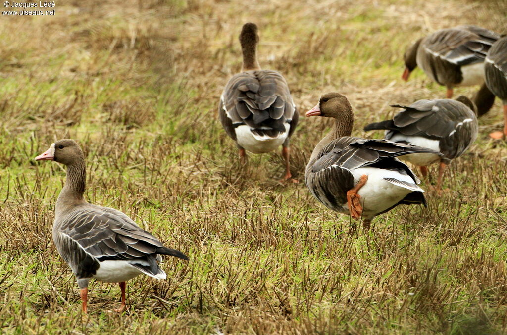 Greater White-fronted Goose