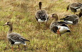 Greater White-fronted Goose