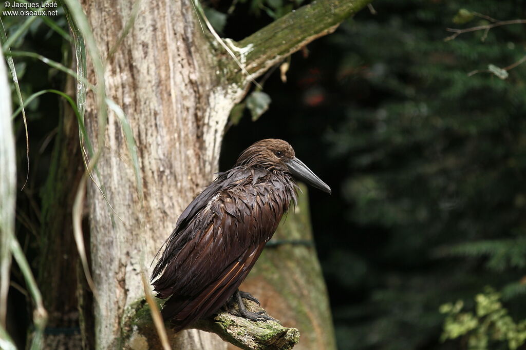 Hamerkop