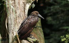 Hamerkop