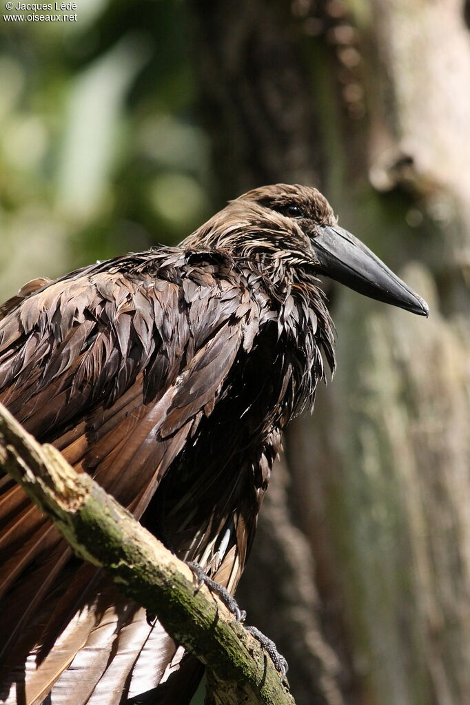 Hamerkop