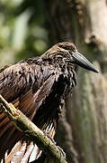 Hamerkop