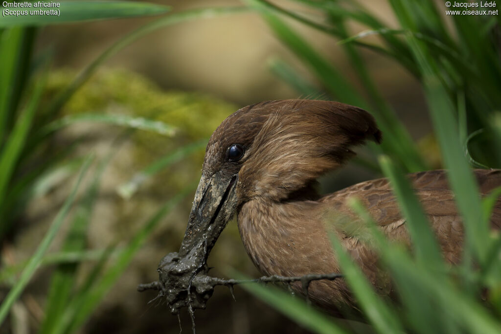 Hamerkop