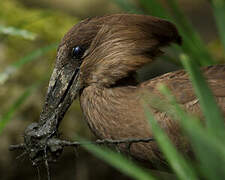 Hamerkop